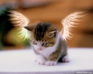 Cute-Cat-Angel